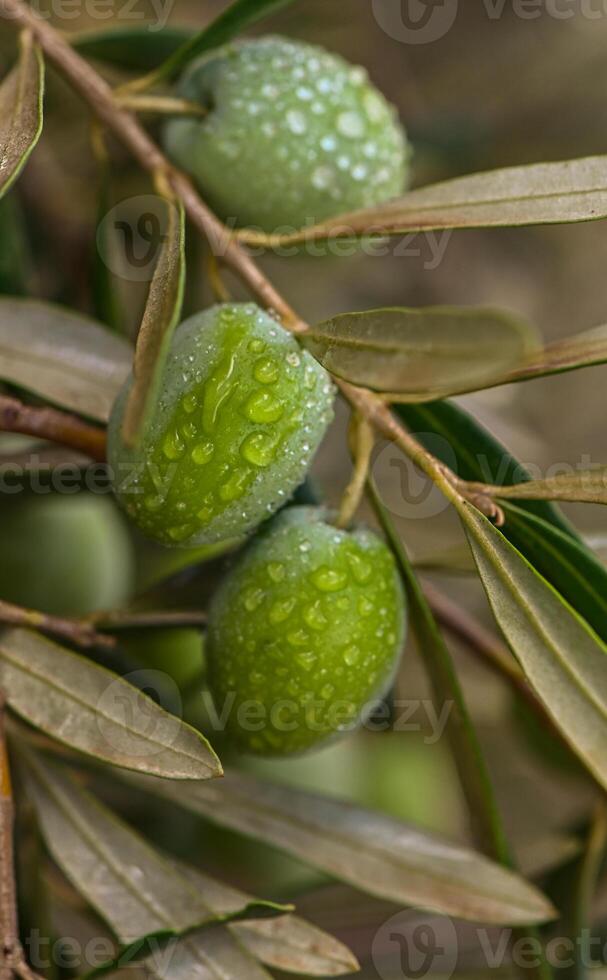 A close-up shot of a bunch of green olives on a tree branch photo