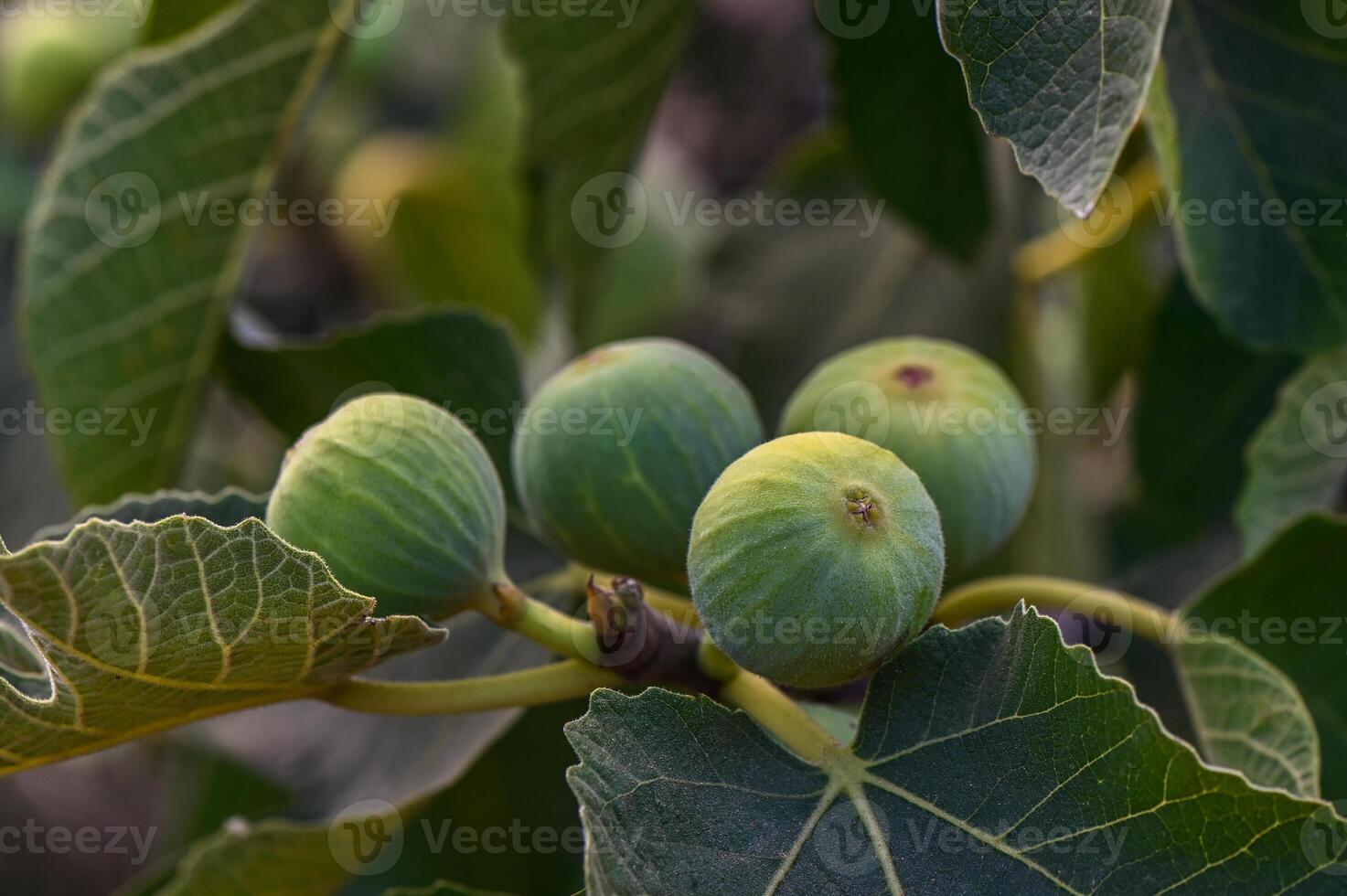 Close-up of immature figs Ficus carica growing on the branch of a fig tree photo