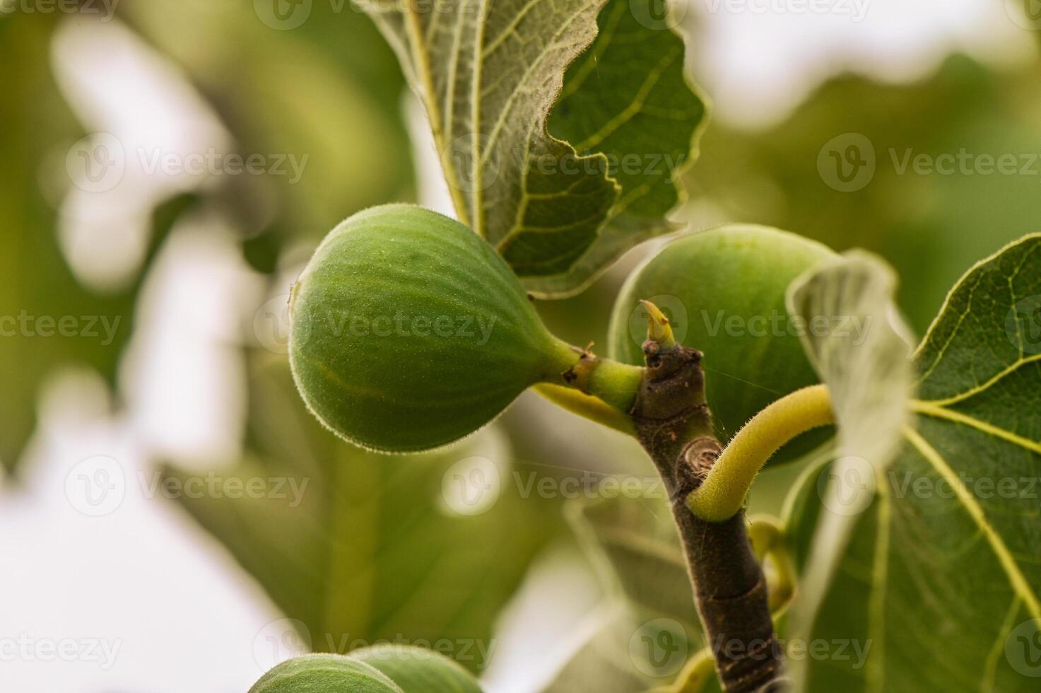 Close-up of a fig on tree photo