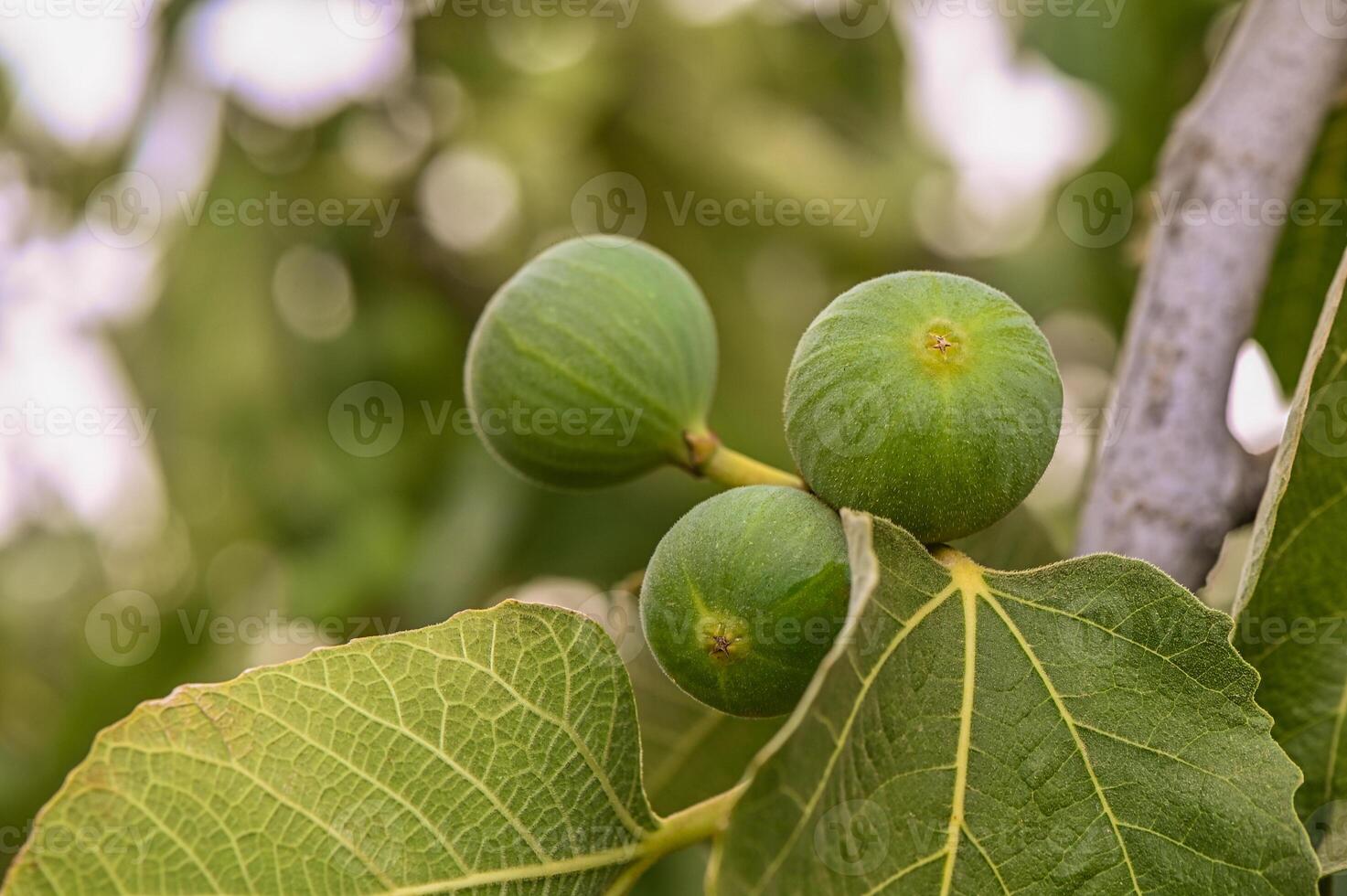 A detailed view of figs growing on a tree branch photo