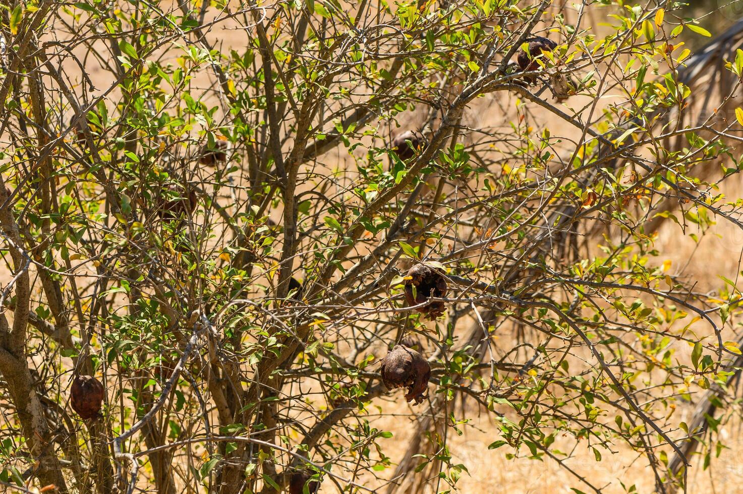 old overripe pomegranate fruits on a tree photo