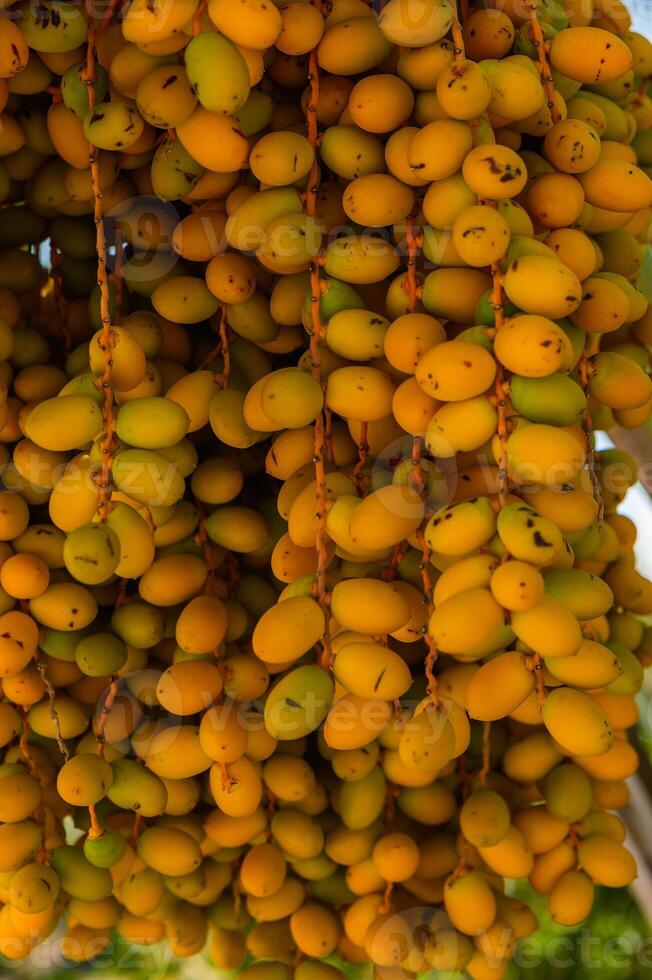 Ripe dates on date palm photo
