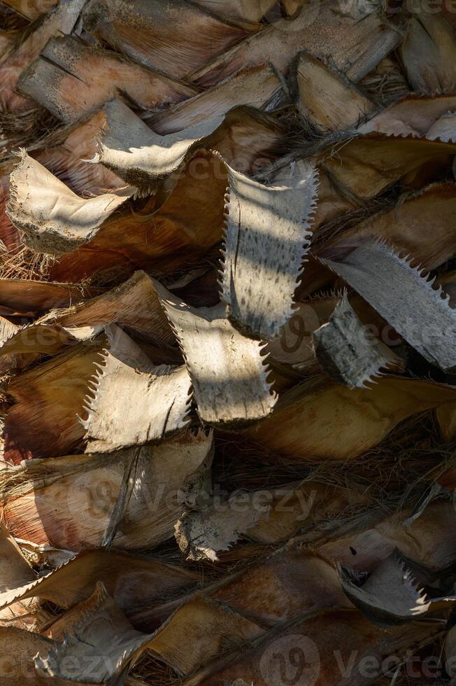 The trunk of a date palm. Abstract natural background. photo