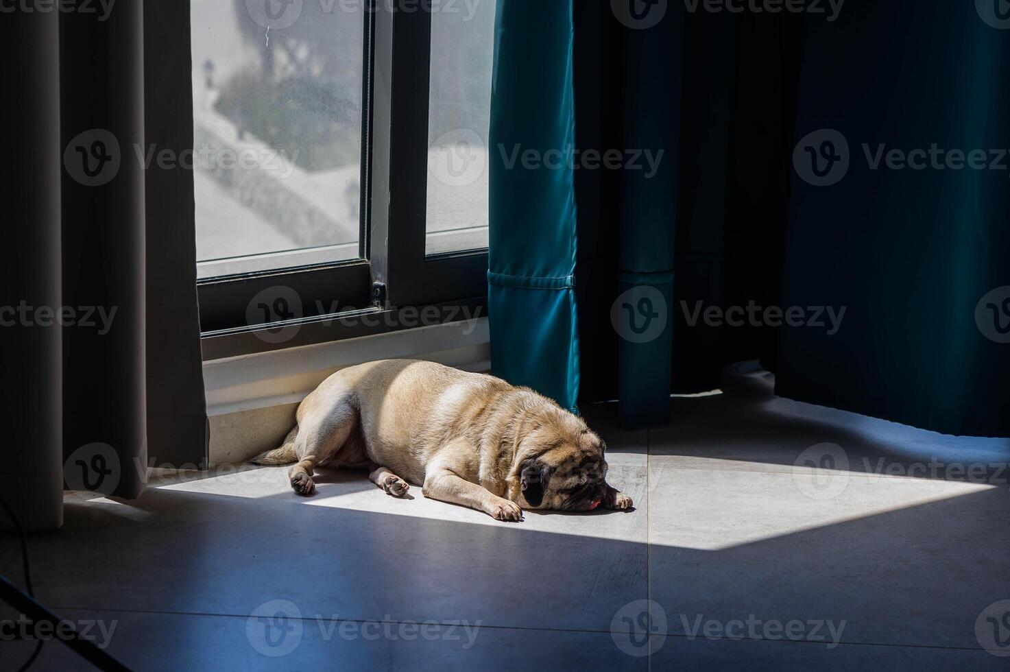 pug lies on the floor in the rays of the sun pours through the panoramic window into the apartments photo