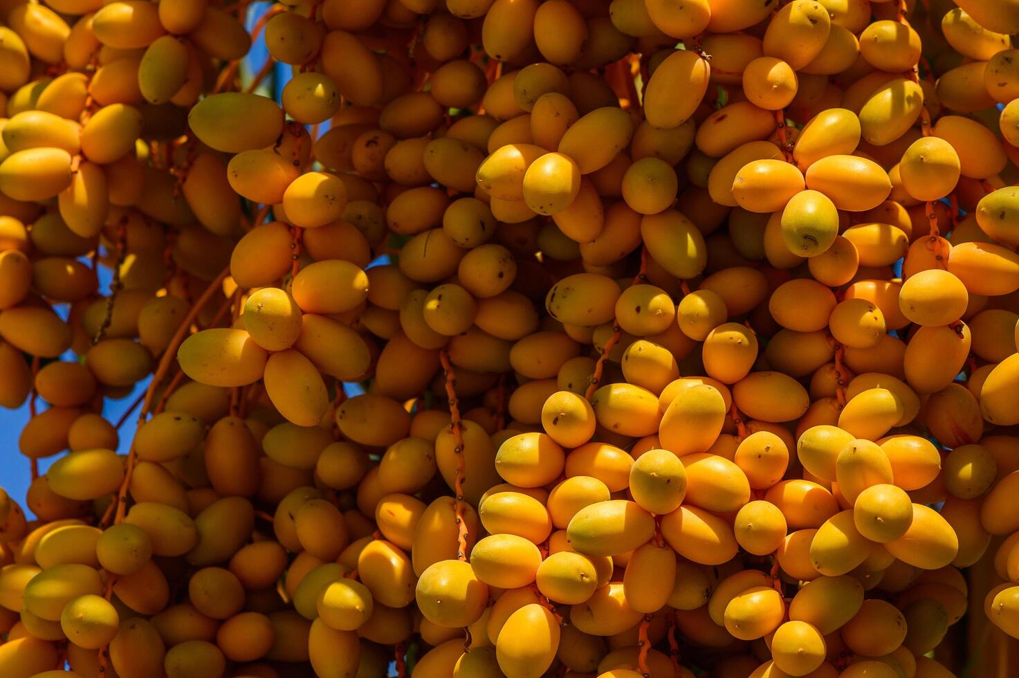 Bunch of dates on palm tree photo