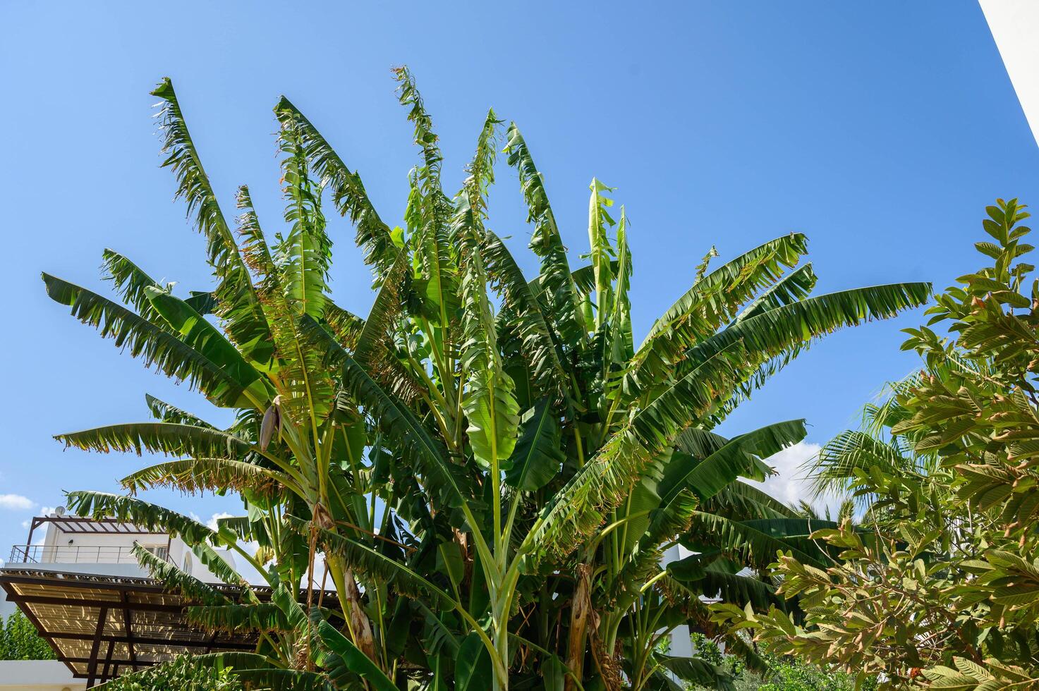 banana tree with banana flower and fruits and green leaves in the background photo