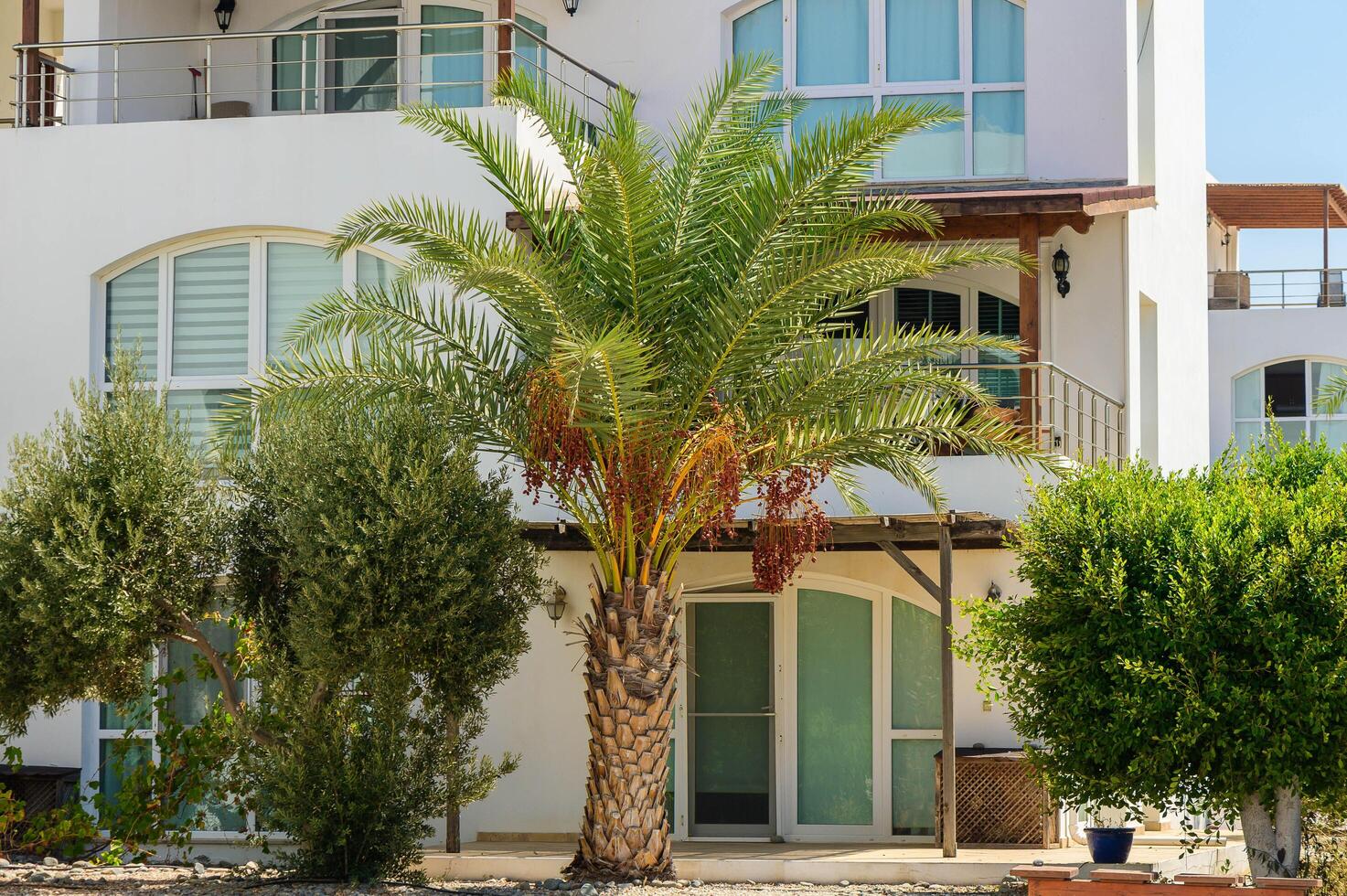 date palm near white villa photo