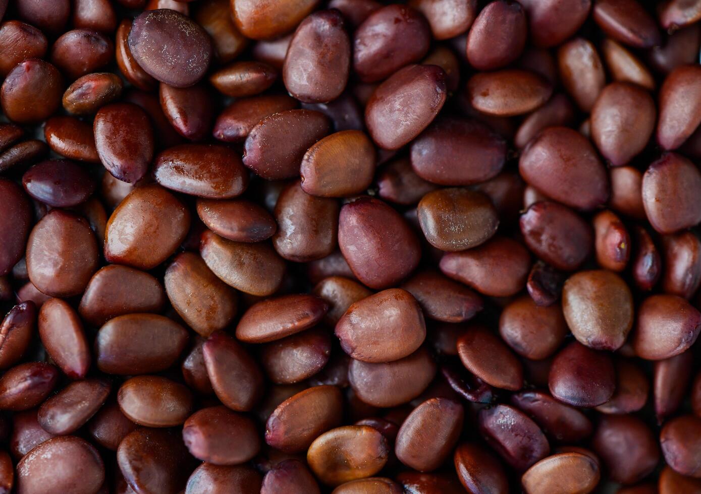 one seed used to serve as a measure of the weight of jewelry, as a background photo