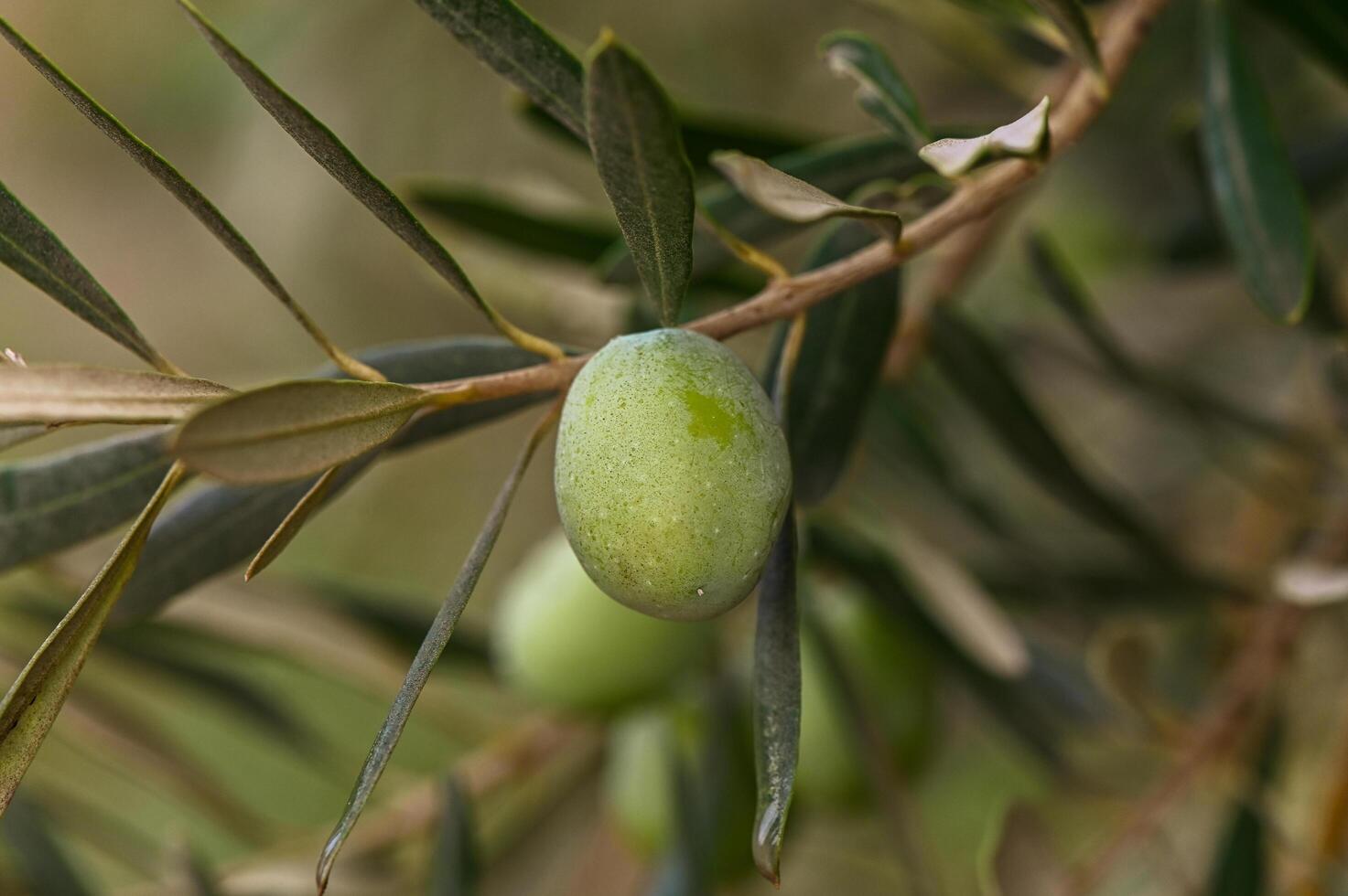 olive tree close up of green olives on branch on sunny day, captured in detail photo