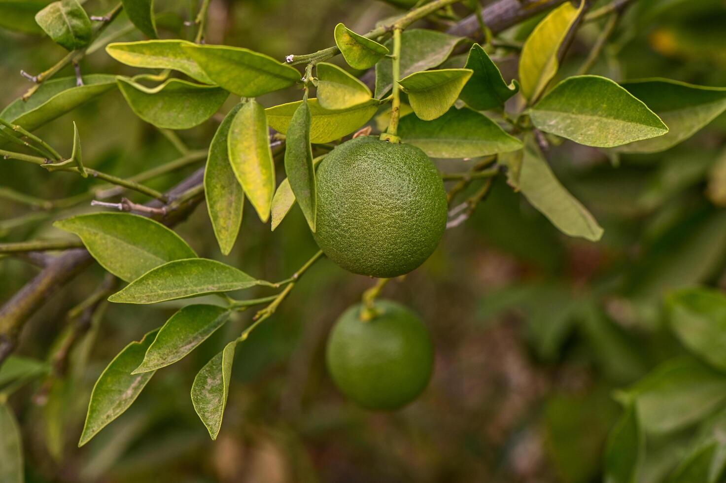 Green oranges on the tree in the garden. Close-up. photo