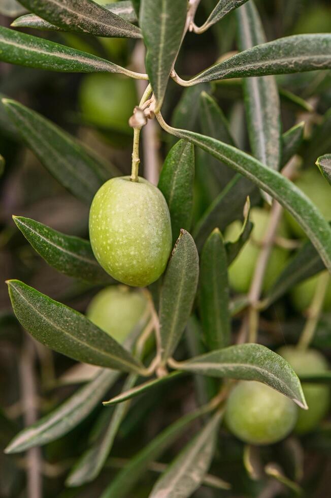 Olive branch with green olives, branch in summer photo