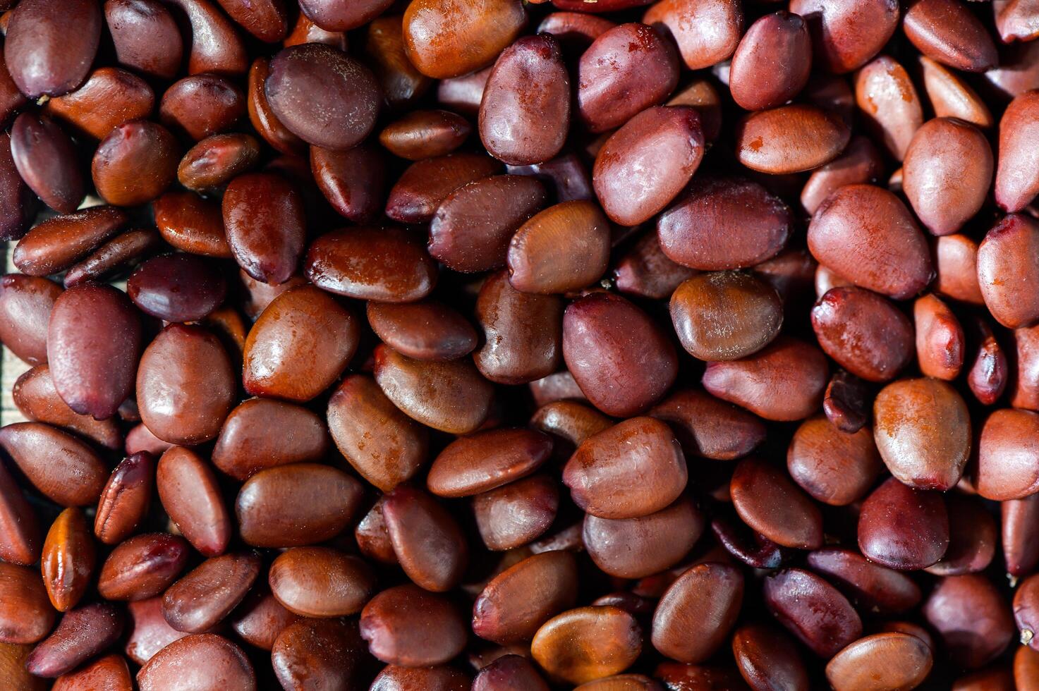 heap of carob seeds old measure faith diamonds as background photo