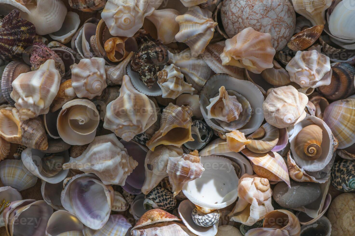 Mollusk shells. Seashell background. Ocean shells photo