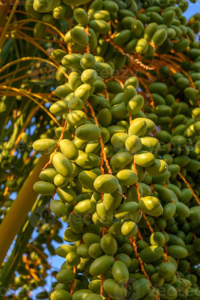 A big cluster of date fruits hanging on the date palm tree photo