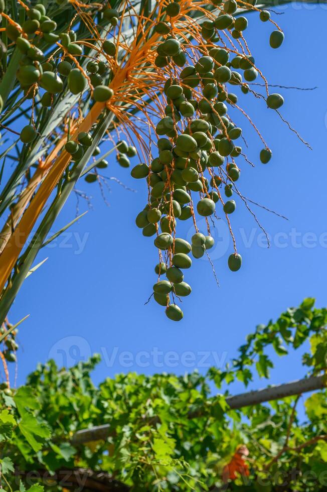 close up of fresh young green date fruits bunch hanging on the date palm tree in the big pot. photo