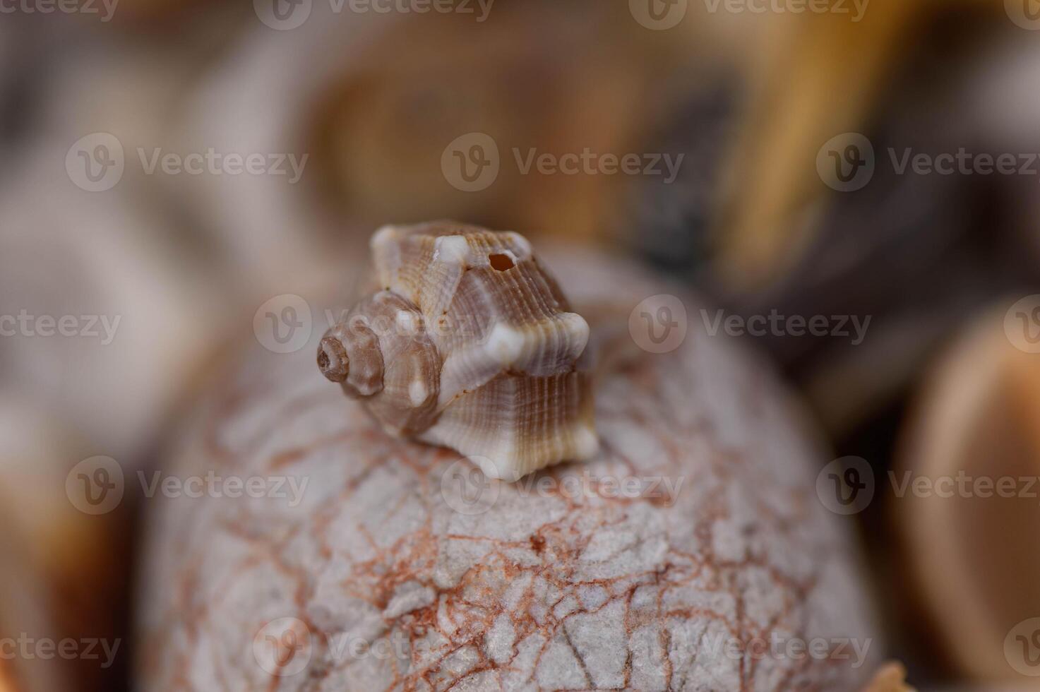 Seashell balancing on rocks on the beach photo