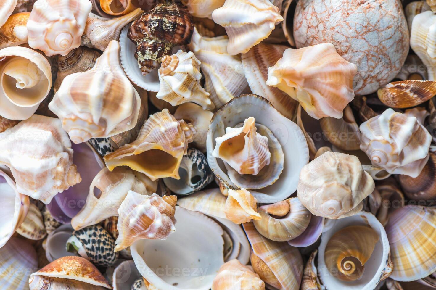 Seashells background. Texture of the sea shells 1 photo