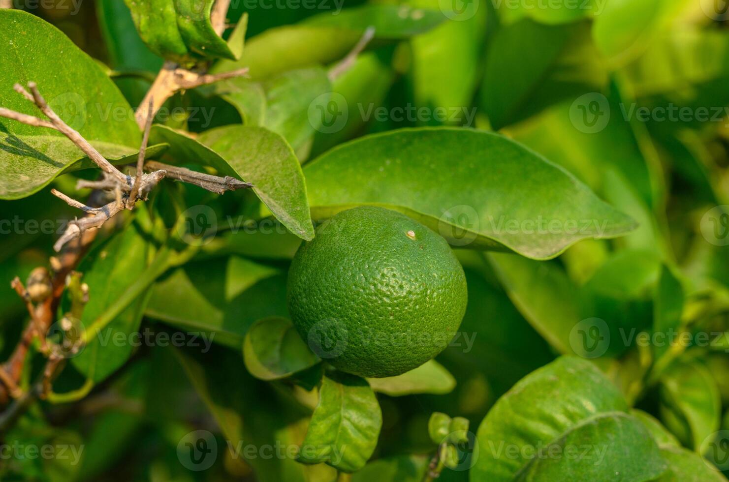 fresh green oranges on tree photo