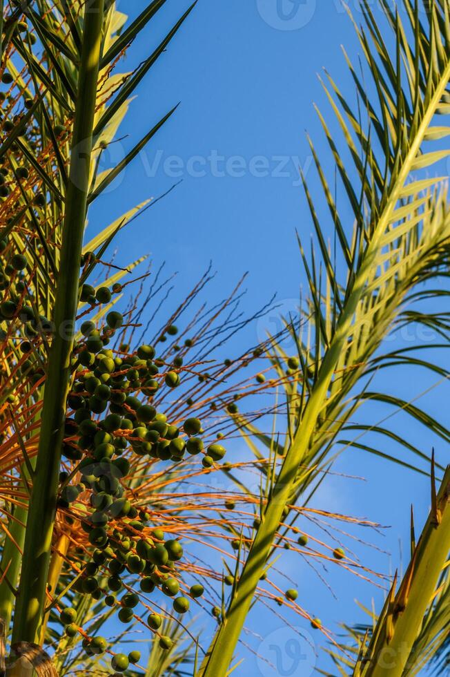 Small young green dates of a palm tree photo