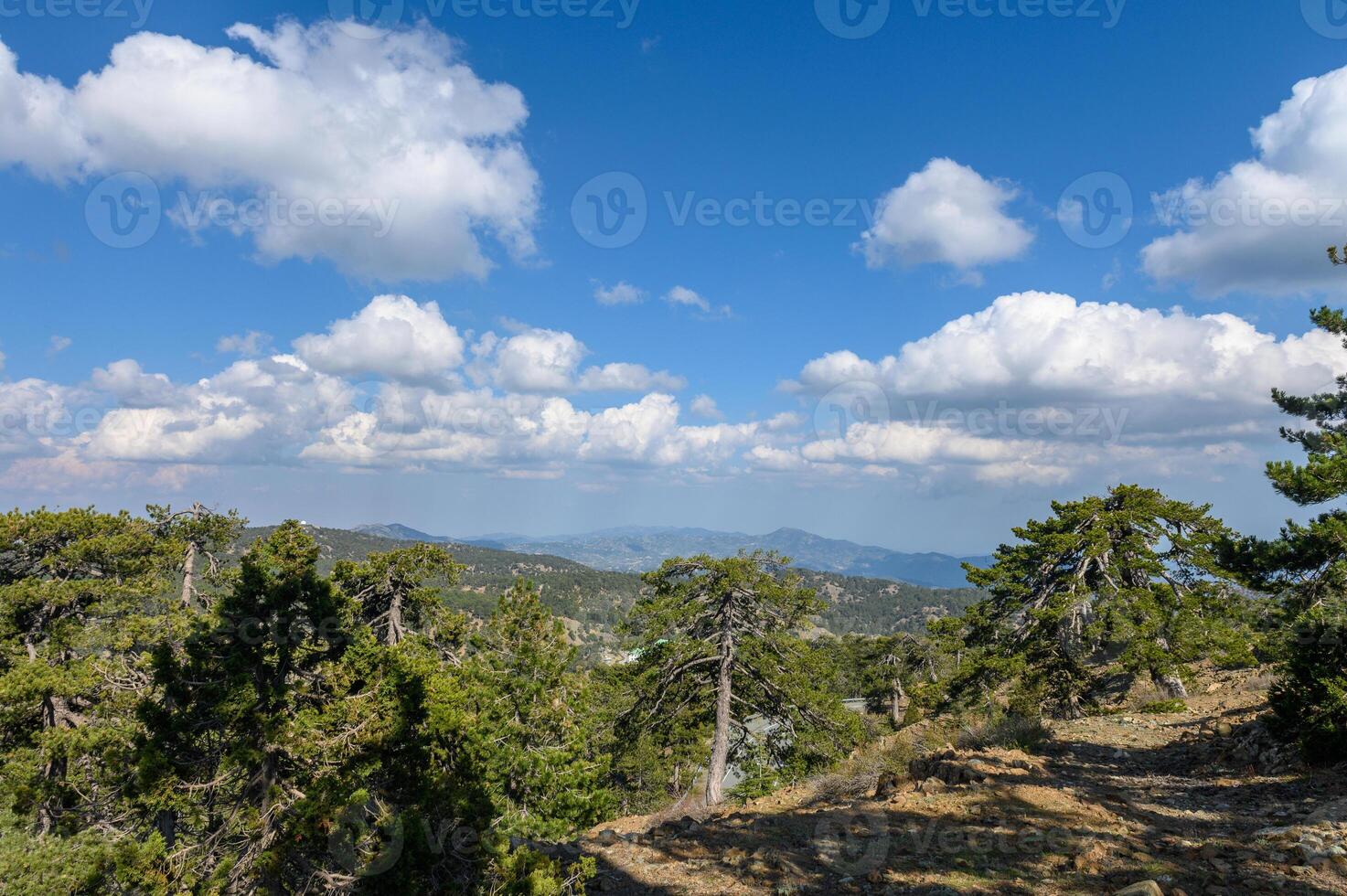 Summer landscape in rural Cyprus. View of the fields, forest and mountains through the branches of a coniferous tree photo