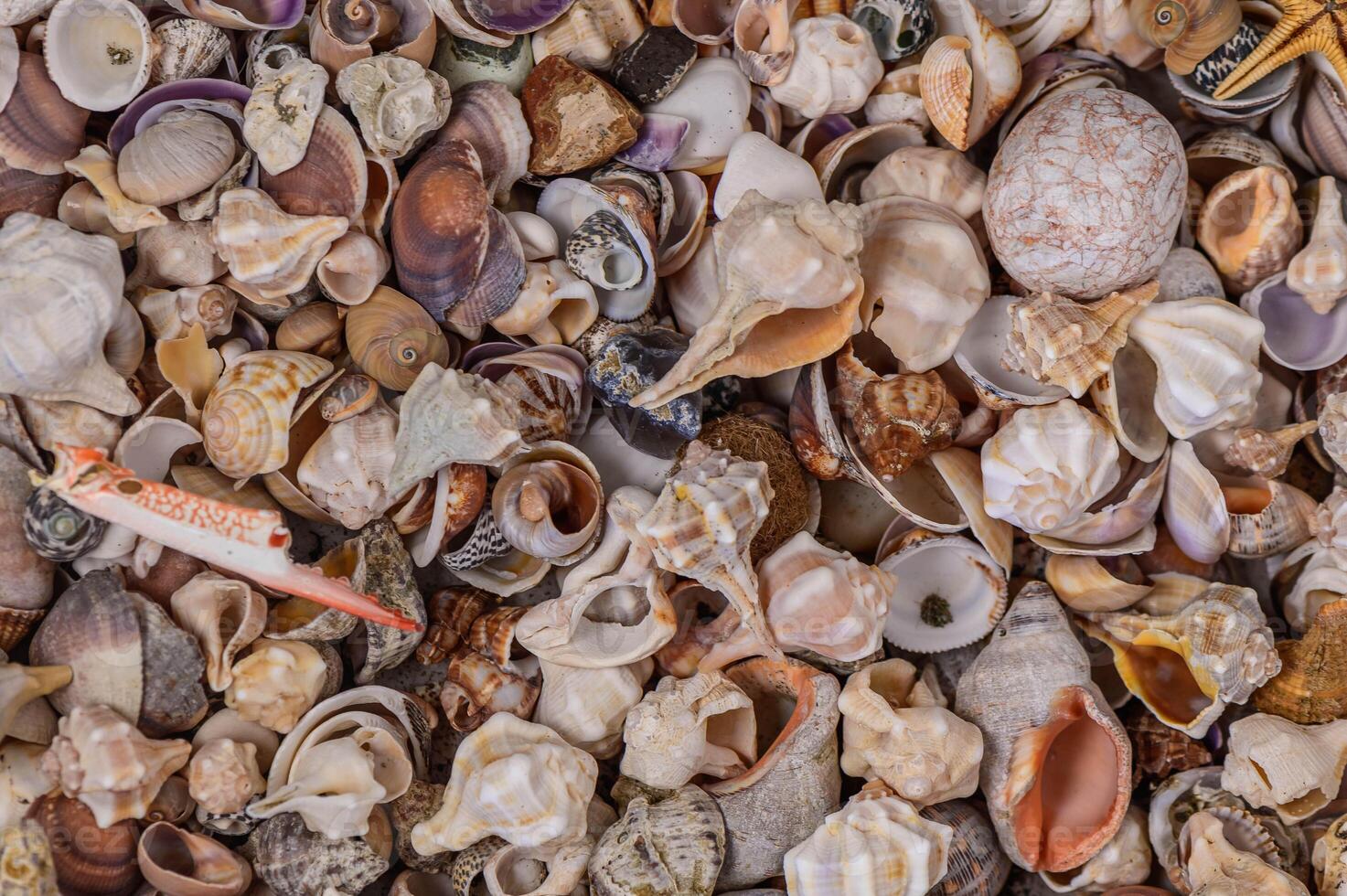 Close-up of various Mediterranean shells as background 3 photo