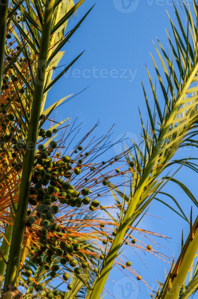 Green unripe dates fruit clusters on date palm close up. photo