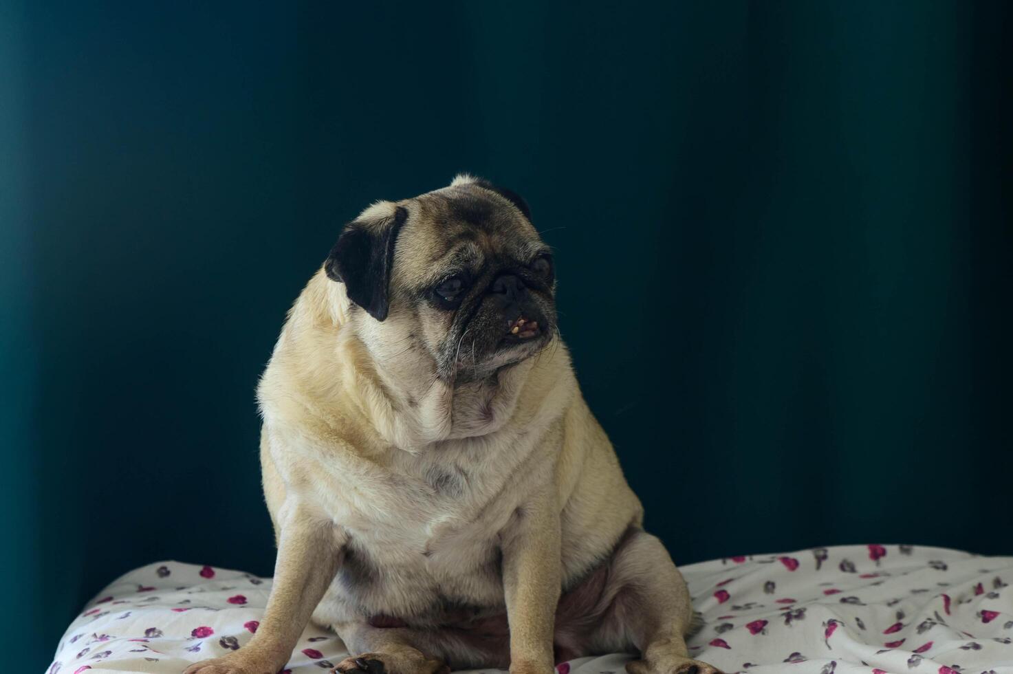 Pug dog collection portrait, sitting, standing, animal photo