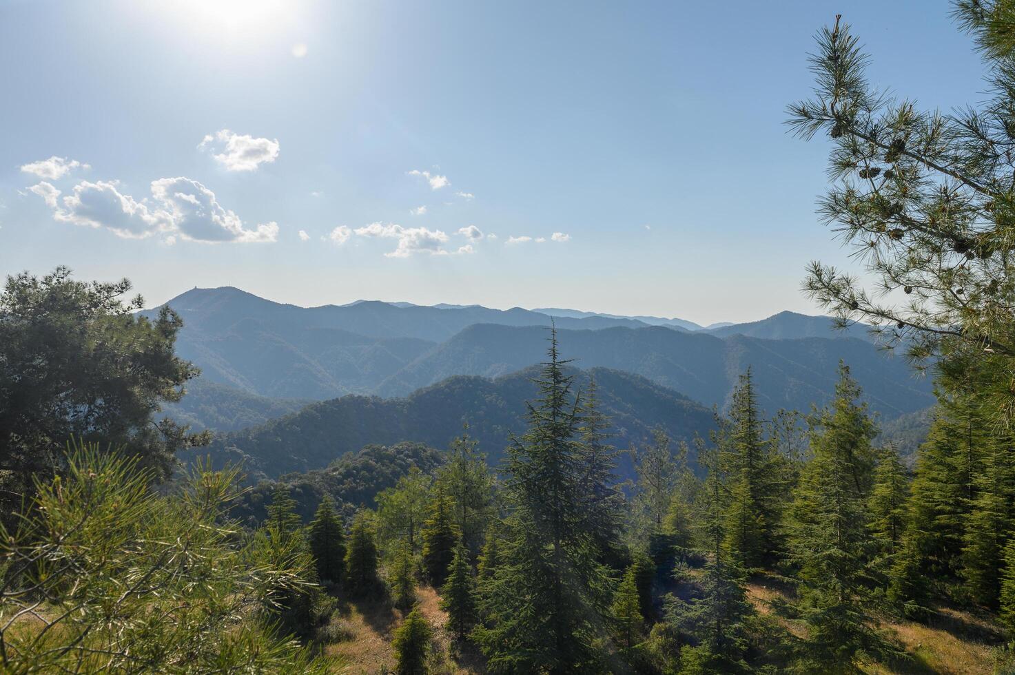 View of the fields, forest and mountains through the branches of a coniferous tree photo
