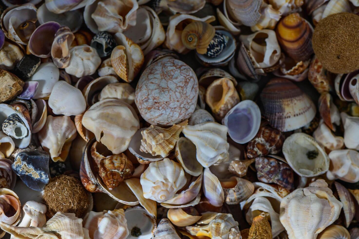 Close up of various Mediterranean shells scattered on table photo