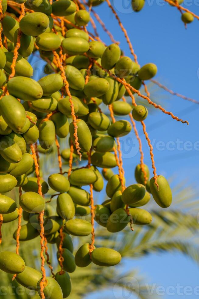 Closeup of fresh green dates in organic farm with copy space photo