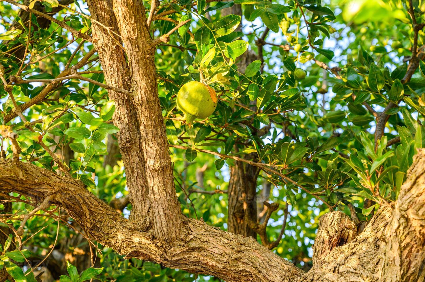 Pomegranate tree with fruits, green pomegranate fruits photo