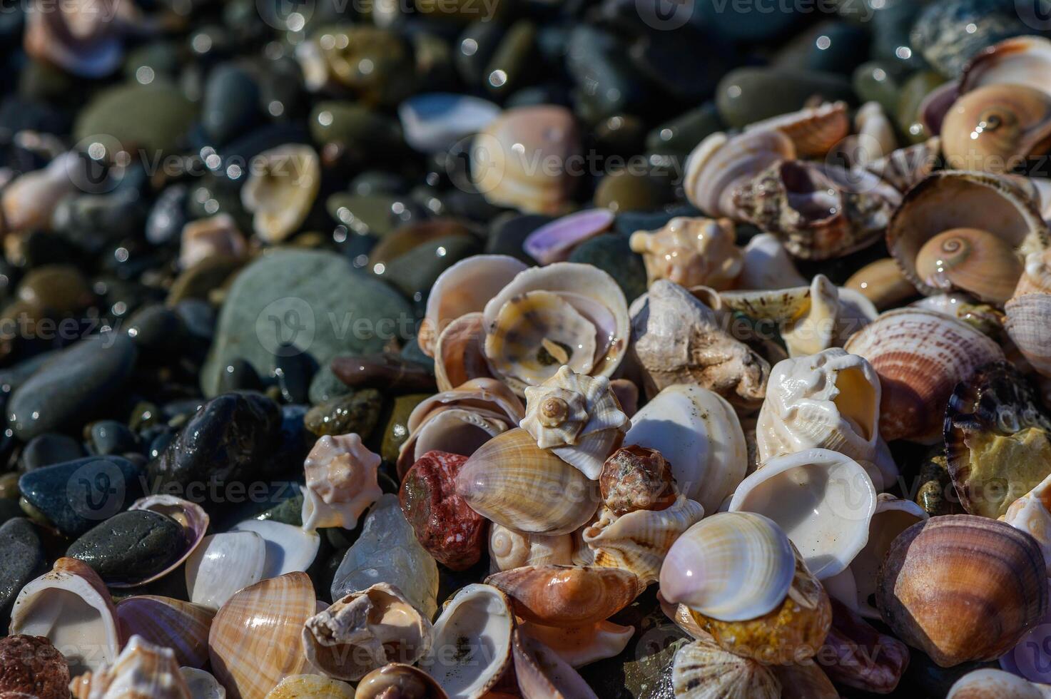 Shells and stones arrangement on the beach by the Mediterranean Sea 1 photo