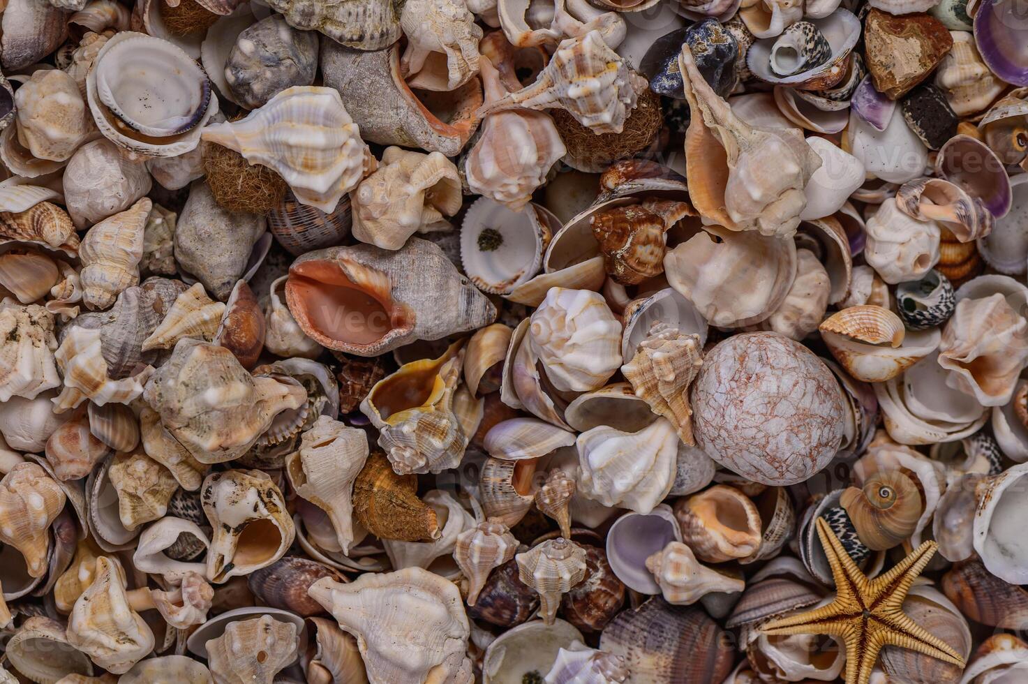 Close up of various Mediterranean shells as texture photo
