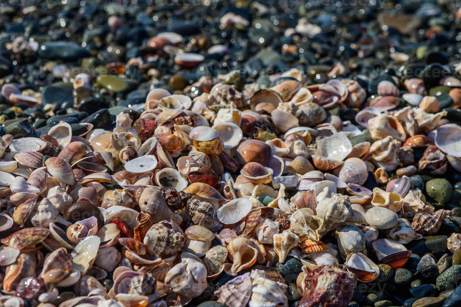 Close-up of seashells on wet sand at the water's edge 1 photo