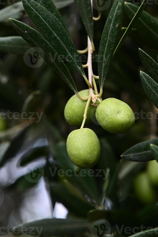 Olives on the tree, branches with fruits photo
