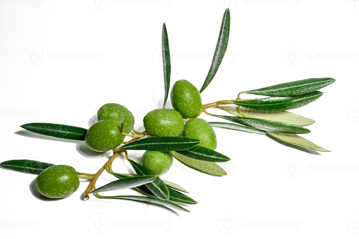 An olive branch featuring lush leaves, ripe fruit, and set against a white background with copy space image. photo