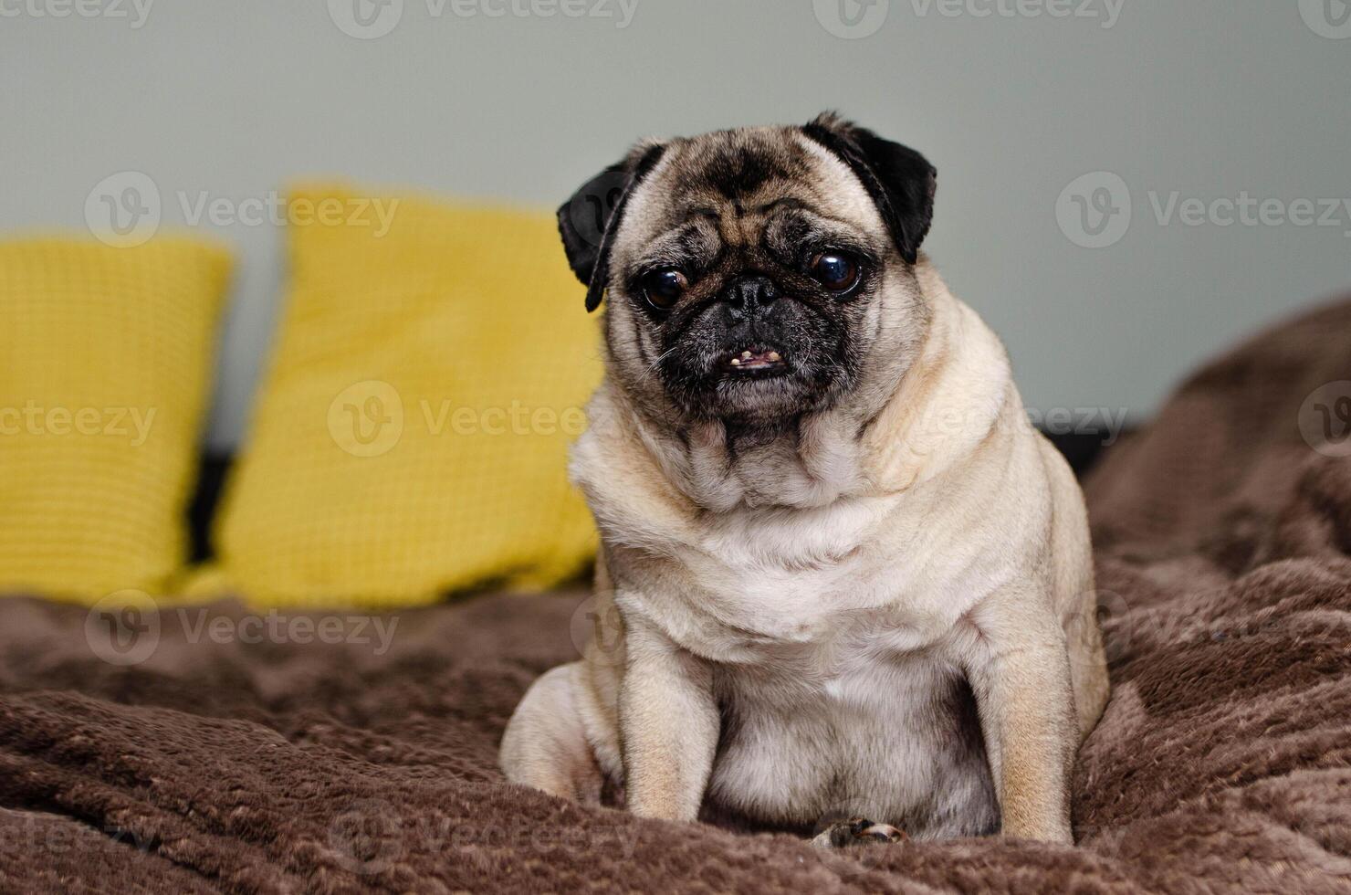 funny cute and playful pug dog on white photo