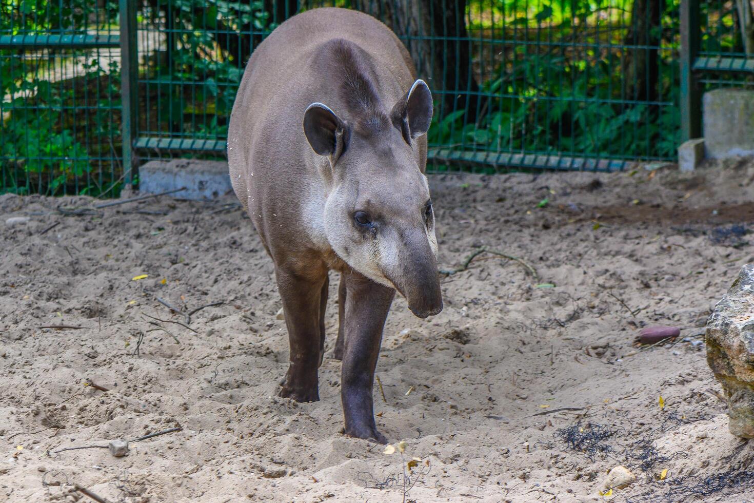 portrait of a tapir eating plant leaves photo