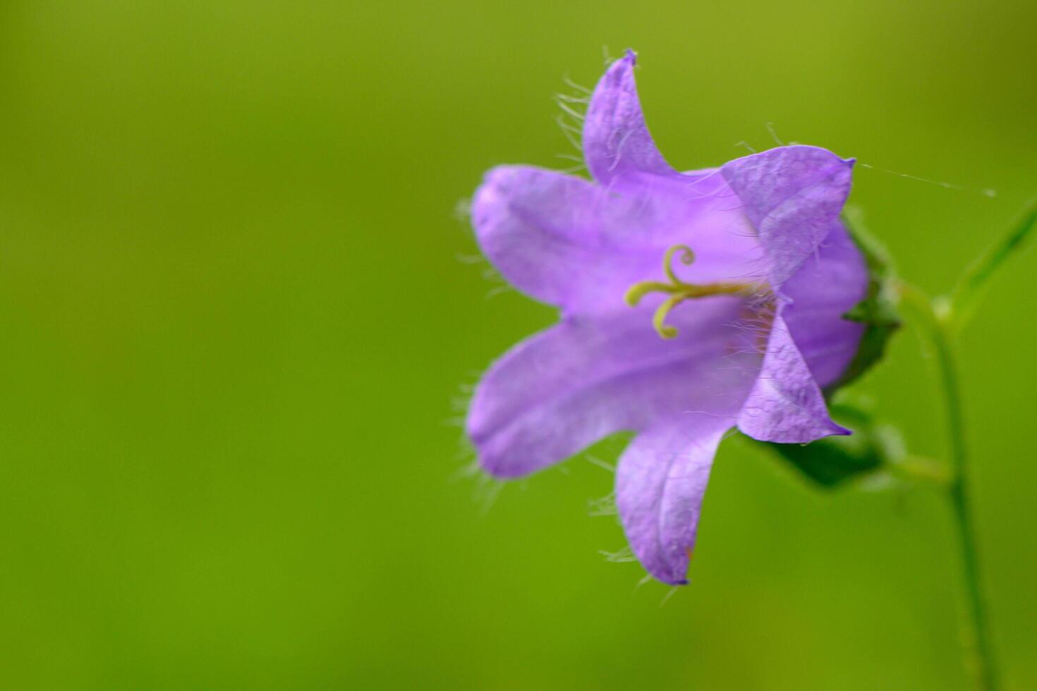 Campanula glomerata flower growing in the field, close up photo