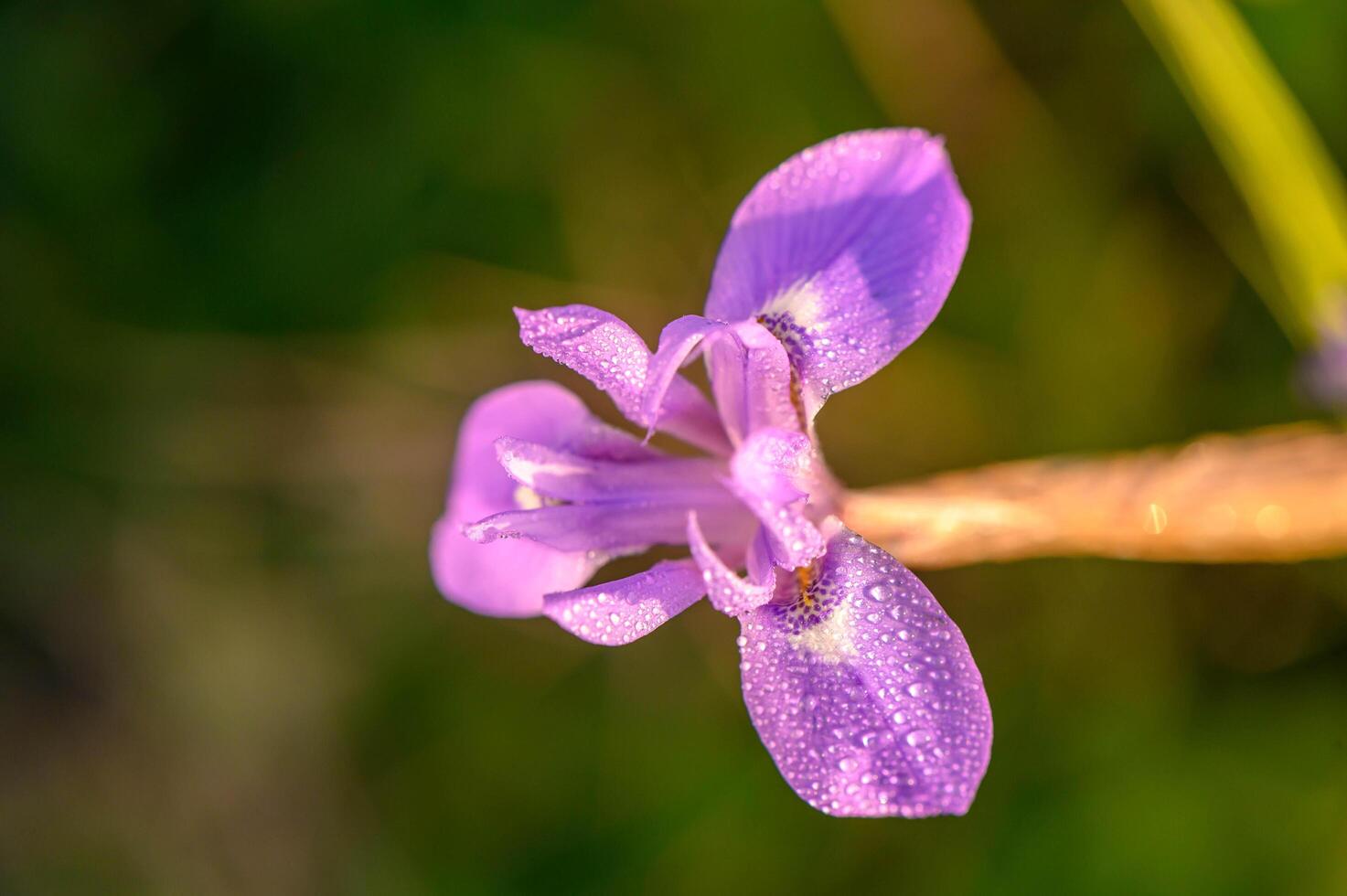 Flower iris top view. Triangular flower. photo