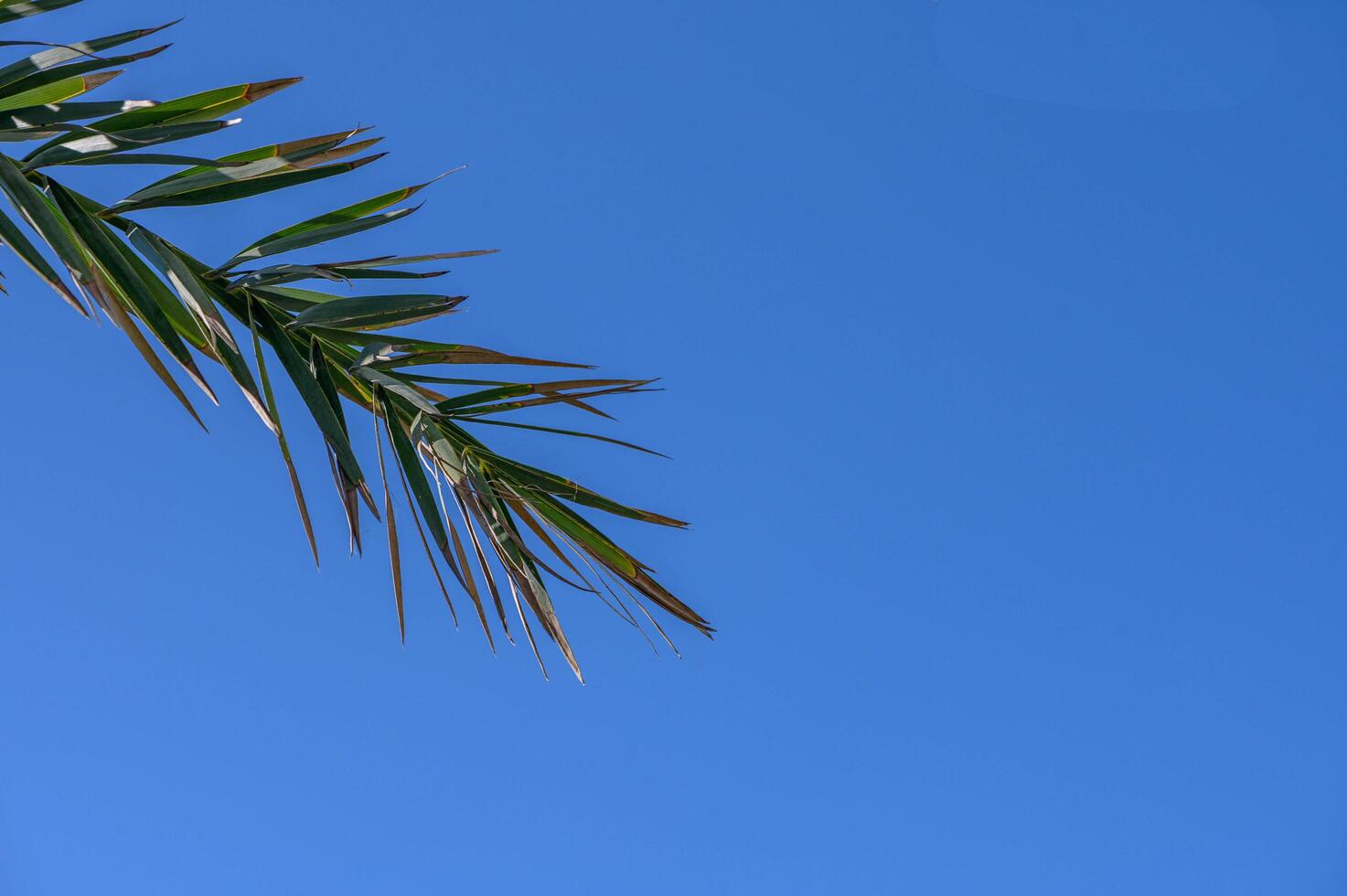 tropical palm trees on a sunny autumn day photo