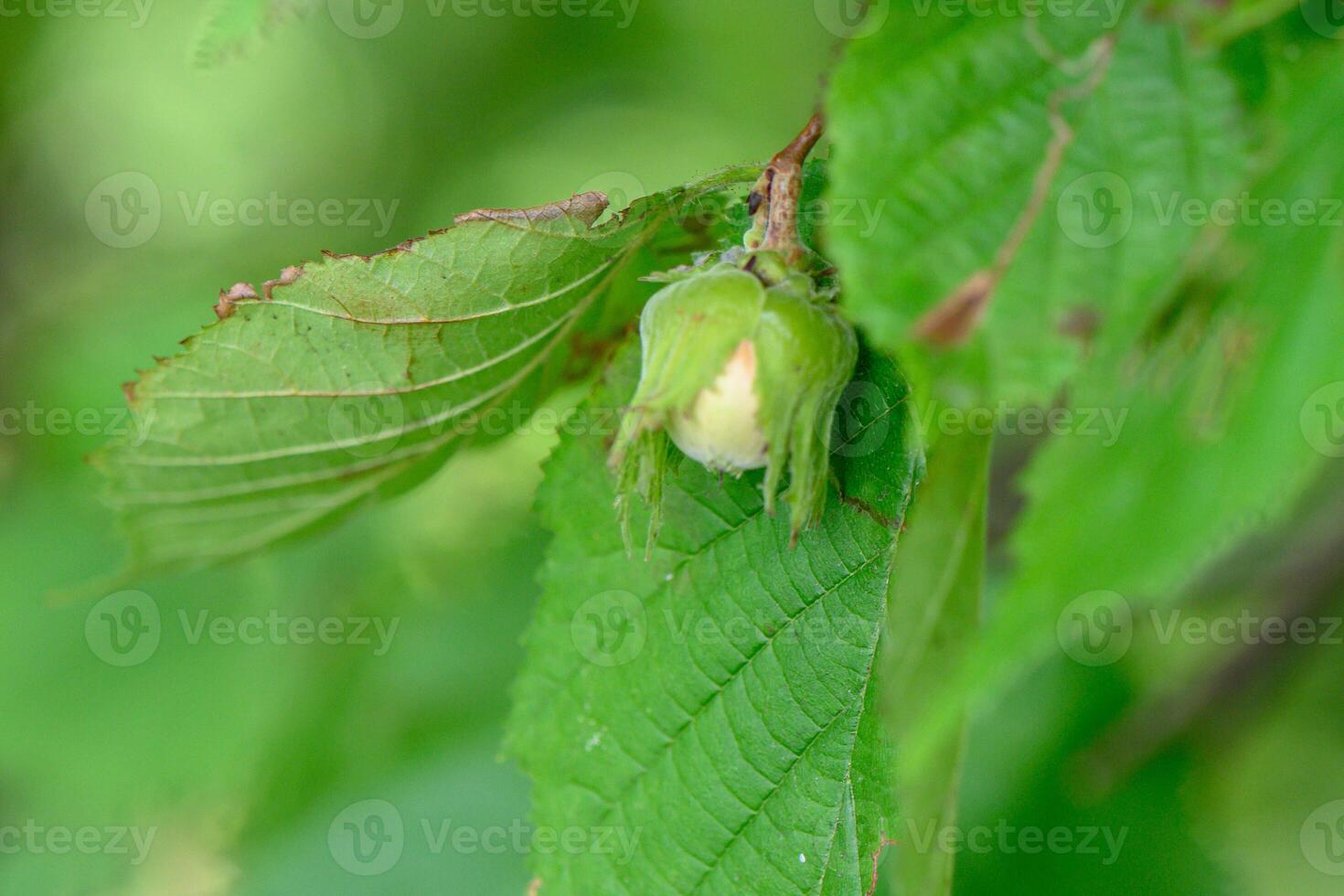 Unripe hazelnuts on a bush in the forest photo
