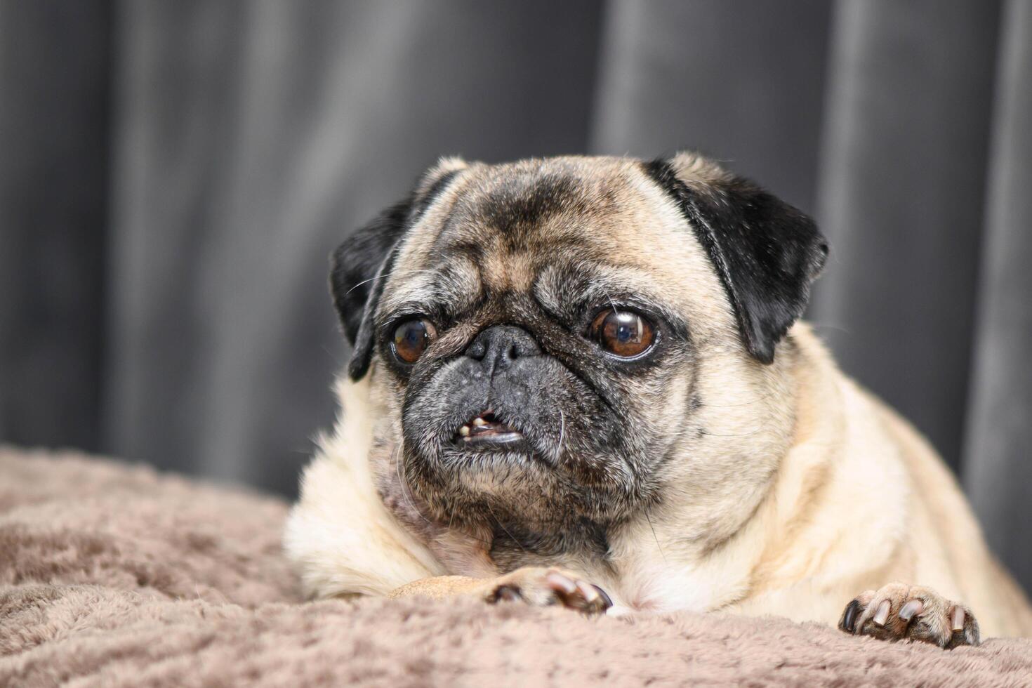 Portrait of a funny dog. Folded muzzle of a pug photo