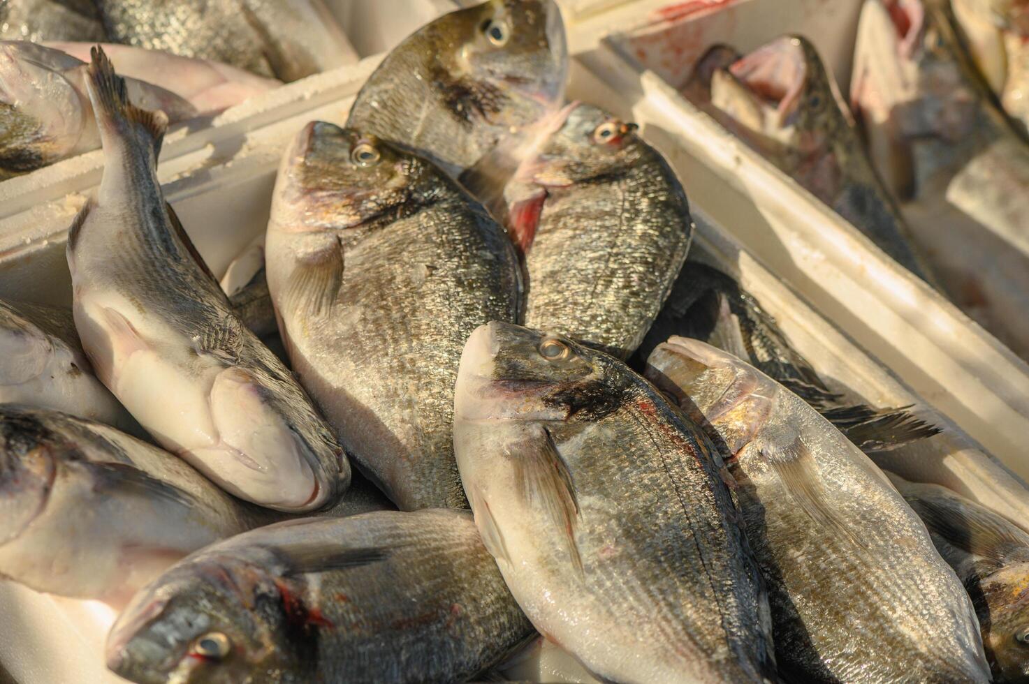 fresh dorado on ice at a local market in the Mediterranean photo