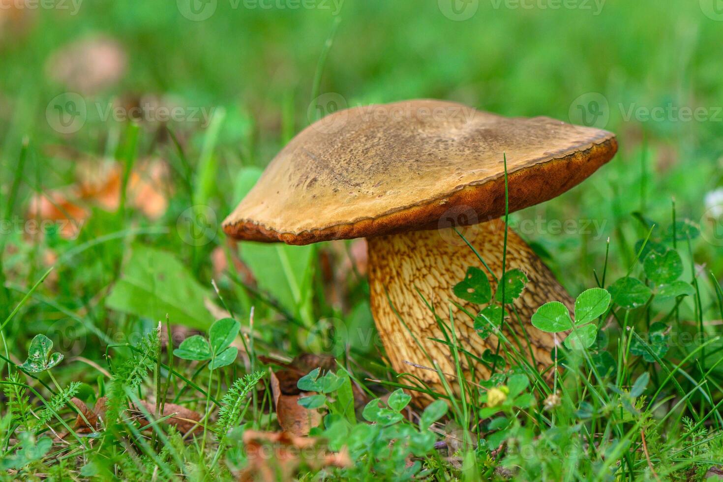 Suillellus luridus, Boletus luridus. Autumn photo