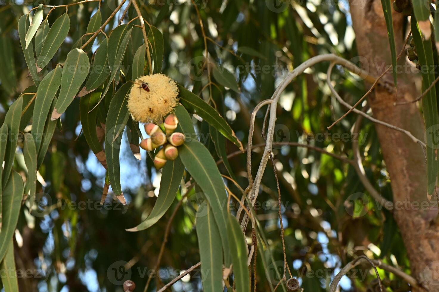 Yellow flowering gum tree blossom photo