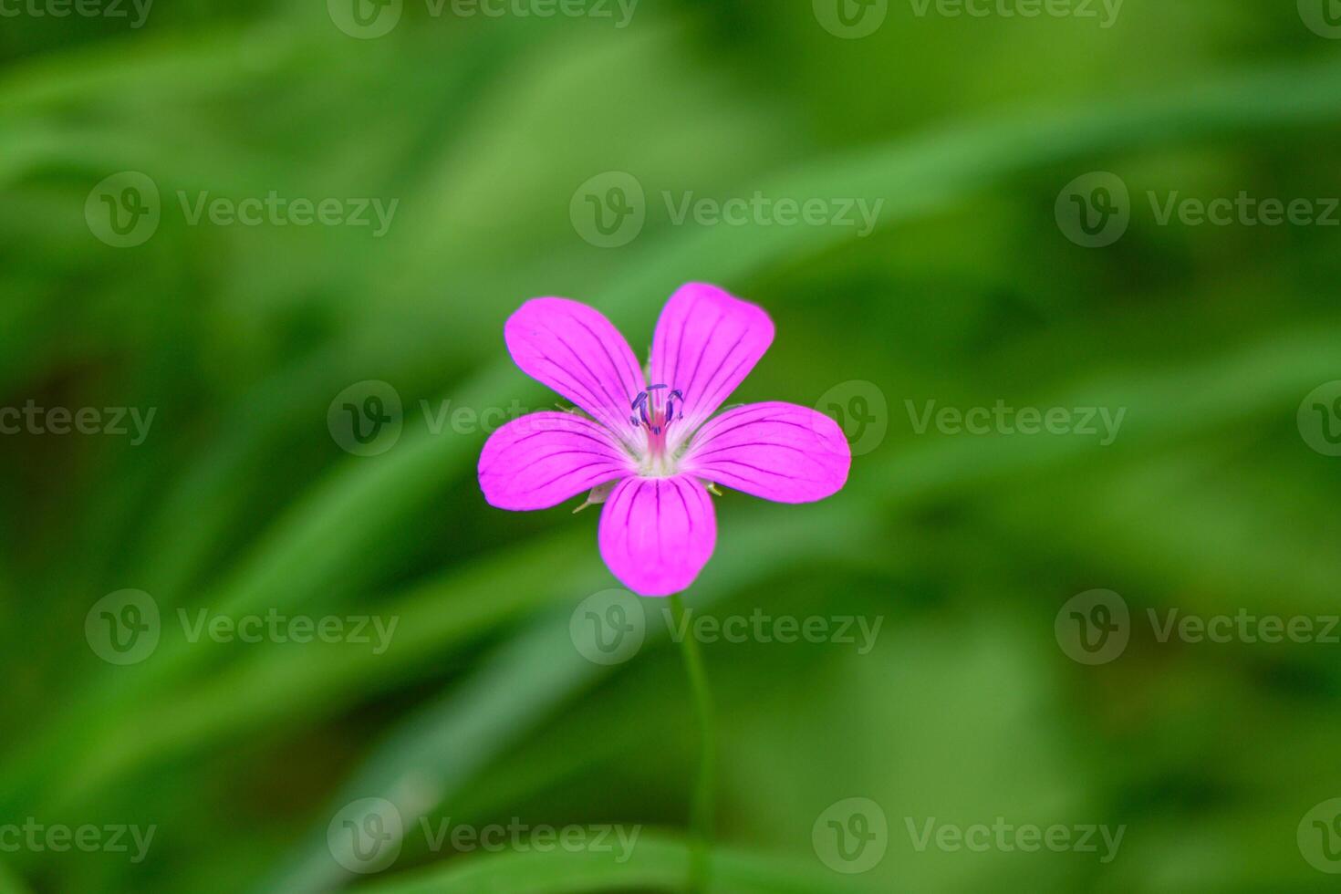 Beautiful purple wild forest flower. Geranium robertianum, photo