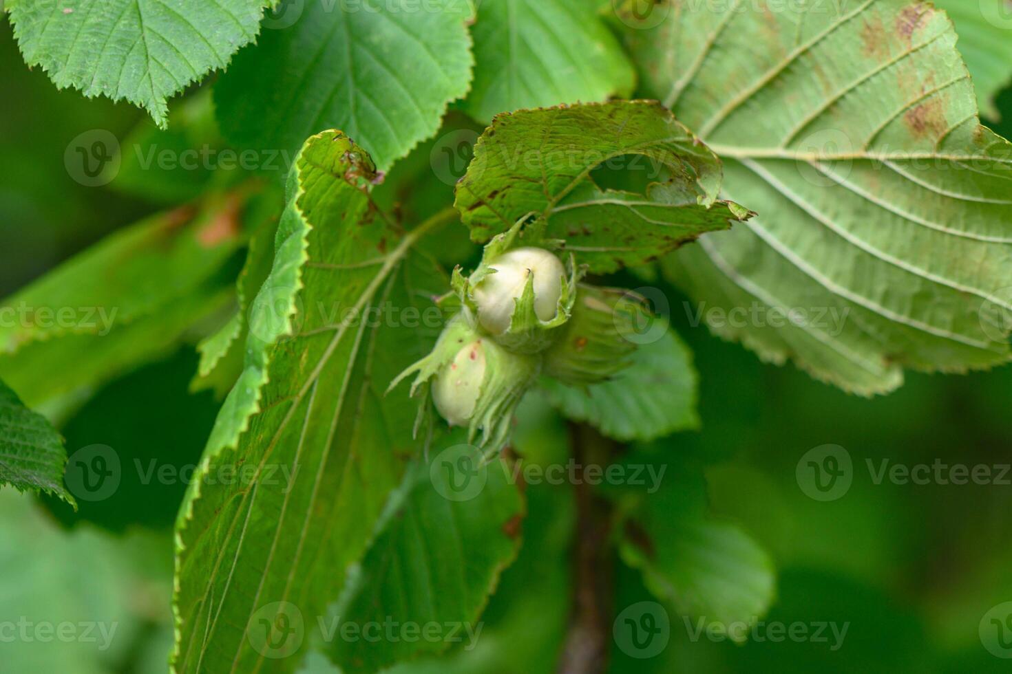 The concept of growing and collecting hazelnuts. photo