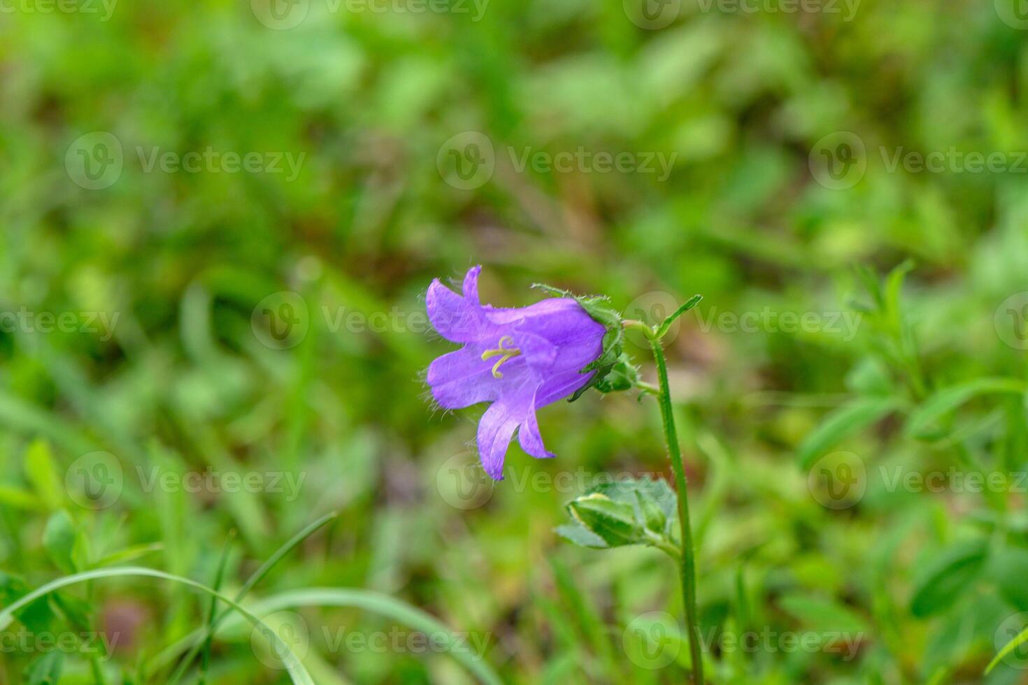 Campanula patula or spreading bellflower is a plant species of the family Campanulaceae photo