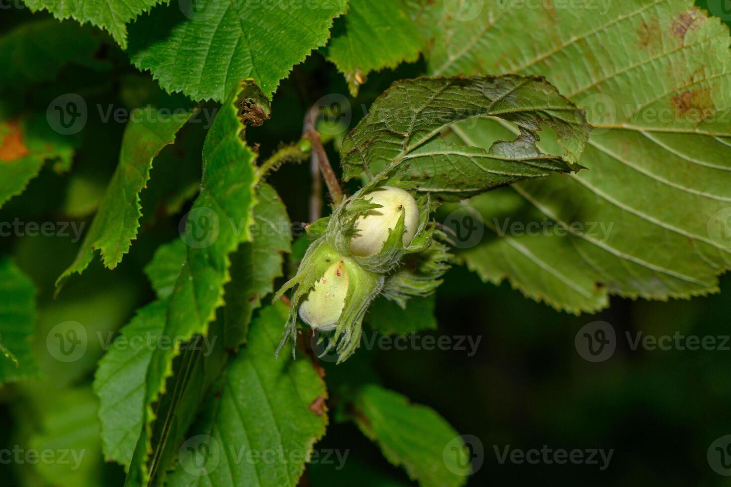 Close up landscape image. nature, green background. hazelnut bush photo